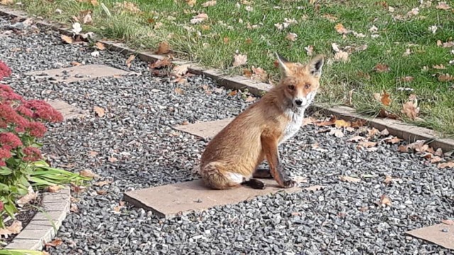 Lis spotkany na ul. Barlickiego w Tomaszowie