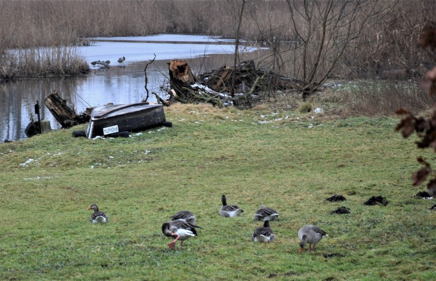 Zbąszyń. Rzeka Obra. Zdjęcie to chwila życia, uchwycona na...