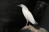 Para czapli malgaskich zamieszkała w zoo w Warszawie. To jedyna para ptaków tego gatunku w Polsce