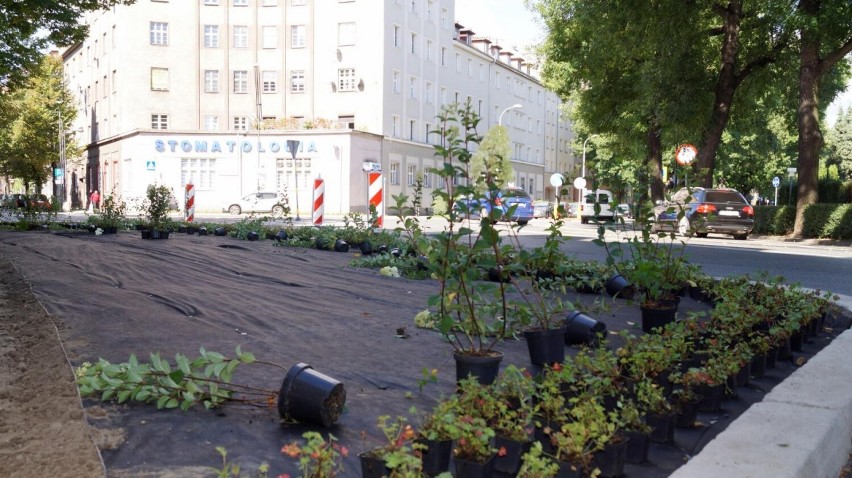 Zielono mi... Ulica Powstańców Warszawy w centrum Gliwic wypiękniała! Są kwiaty i mnóstwo zieleni! Zobacz ZDJĘCIA