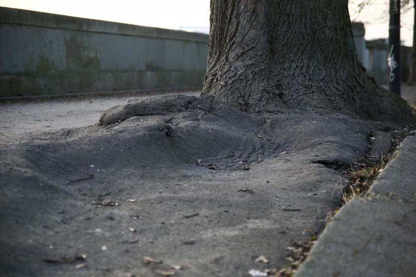 Kraków. Drzewa na bulwarach wiślanych uwięzione w asfalcie. Kto je uratuje? [ZDJĘCIA]