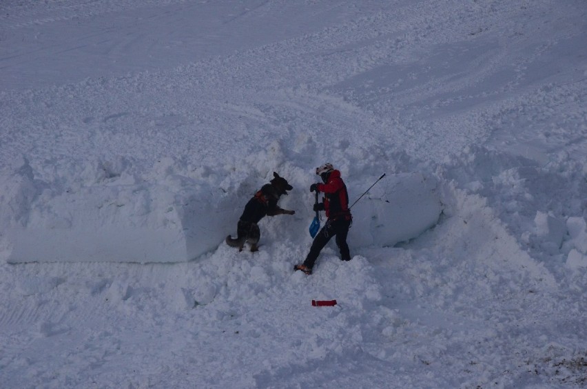 [GALERIA] Ratownicy TOPR ćwiczyli odkopywanie ludzi spod śniegu na stoku w Jurgowie