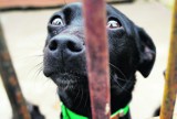 Bezpańskie psy znajdą schronienie w Libiążu