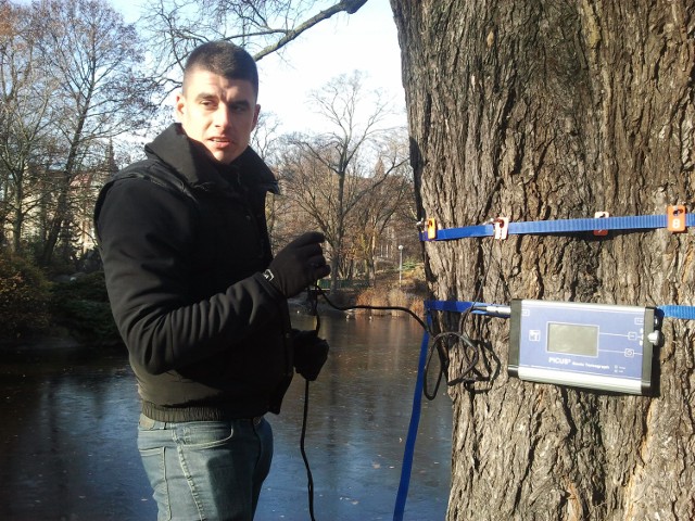 Park Wilsona: Stary wiąz pozostaje