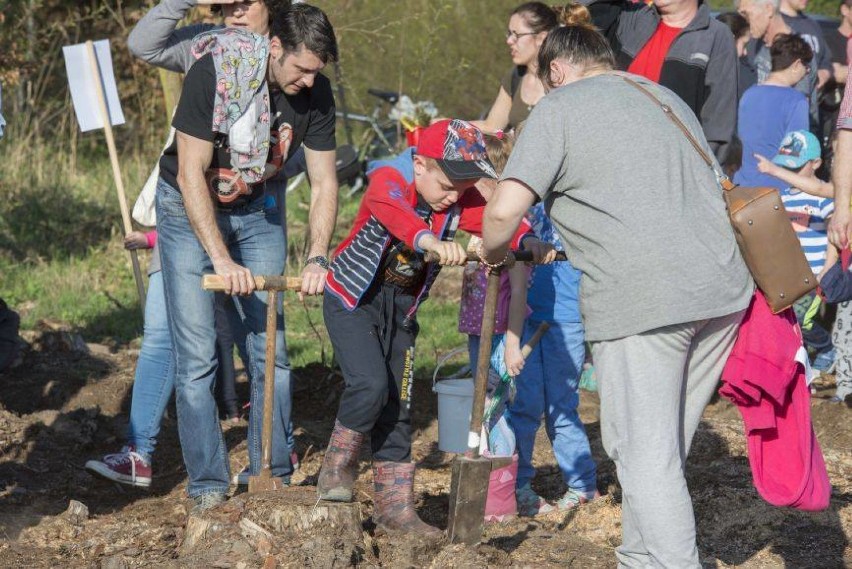 Powiat chodzieski: Przedszkolacy z Chodzieży i Margonina sadzili las [ZDJĘCIA]