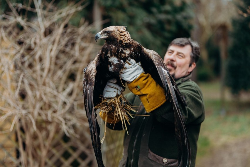 Jacek Wąsińki podczas wypuszczania orła na wolność