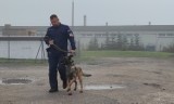 Fela - nowy pies w Komendzie Policji w Wągrowcu. Będzie pomagała w wykrywaniu narkotyków 