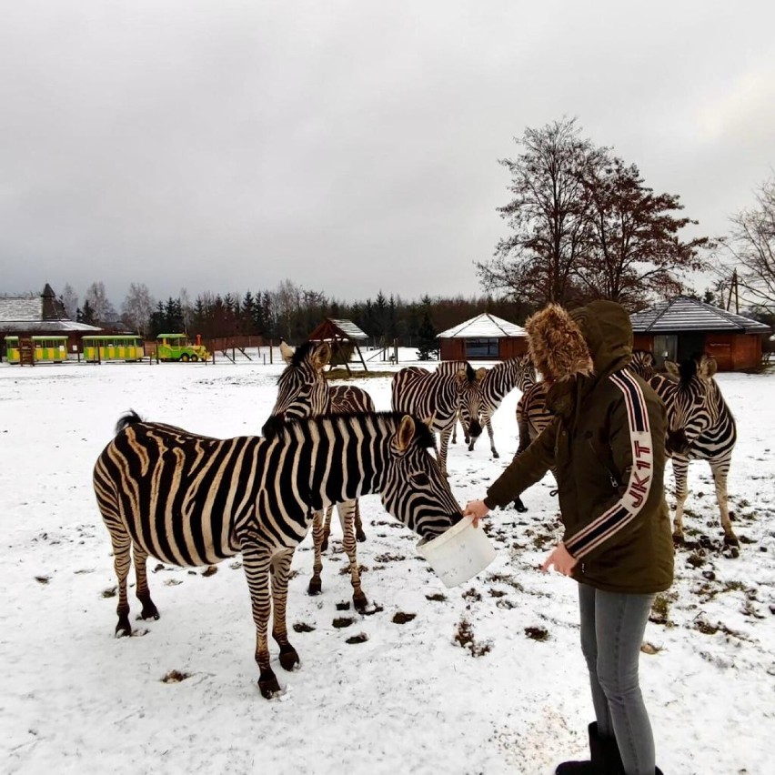 Dzień Zebry. Poznajcie niesamowitą historię Ayi z Zoo Borysew koło Poddębic. Nie uwierzysz, jakie przeżycia ma za sobą ZDJĘCIA