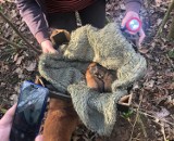 Strażacy ze Szczecinka ratują szczeniaki. Trudna akcja w Chwalimkach 