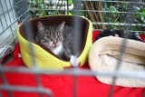Palmiarnia Poznańska: Pokaz kotów do adopcji. Przygarniesz sierściucha? [ZDJĘCIA]