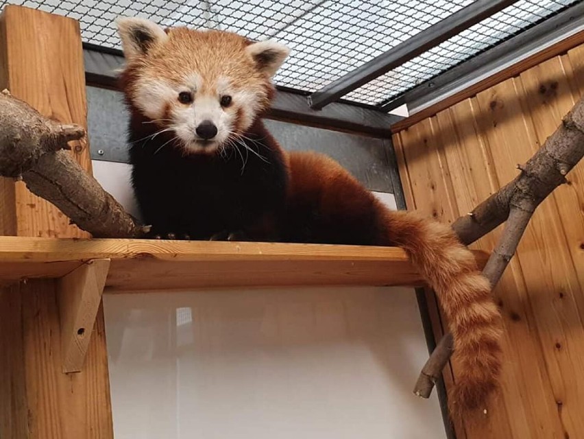 Warszawskie Zoo powitało nową mieszkankę