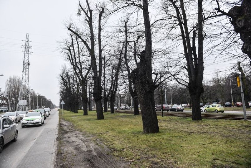 Trwa śledztwo ws. wycinki Alei Lipowej w Gdańsku