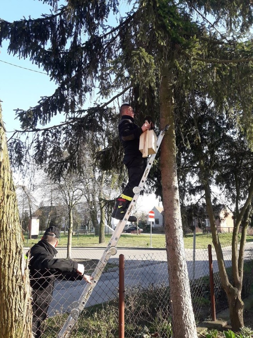 Druhowie z Raciążka zatroszczyli się o lokalne ptactwo [zdjęcia]