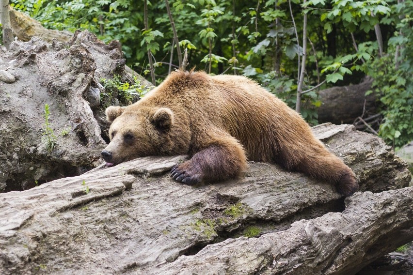 Niedźwiedzie-włamywacze w Bieszczadach. Zobacz co uchwyciły fotopułapki Nadleśnictwa Baligród [WIDEO]