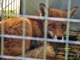 Straż Miejska Kalisza coraz częściej rusza na pomoc zwierzętom 