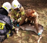 Akcja ratunkowa młodego daniela w Kole. Zwierzę zaplątało się w siatkę ZDJĘCIA