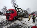 Minął rok od śnieżnej nawałnicy, która spustoszyła Polskę, w tym Łódzkie. Z jak niezwykłym zjawiskiem mieliśmy do czynienia? ZDJĘCIA, PRACA