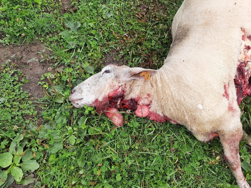 Gorlickie. Samotny wilk zagryzł podwórkowego psa na oczach właścicielki. Łupem drapieżnika padły też owce