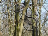 Ktoś zostawił rower...  w lesie na drzewie [zdjęcia]