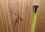„Duże komary”, czyli koziułki. Można je spotkać w domu, ogrodzie i na łące. Co to za owady i czy „duże komary” gryzą?