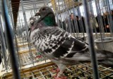 Hodowcy z Holandii podmienili olimpijskie gołębie