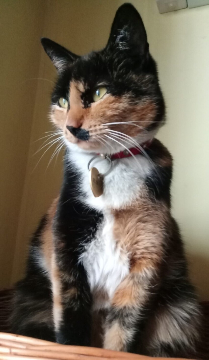 Fredzia - najdroższy kot Podkarpacia