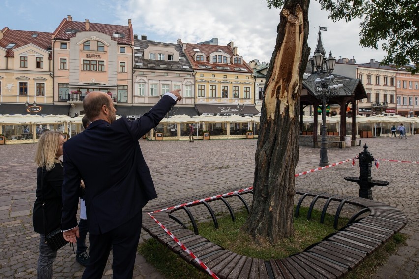 Wichura złamała konar drzewa na Rynku w Rzeszowie. Ratusz chce uratować akację ale nie wiadomo czy się uda