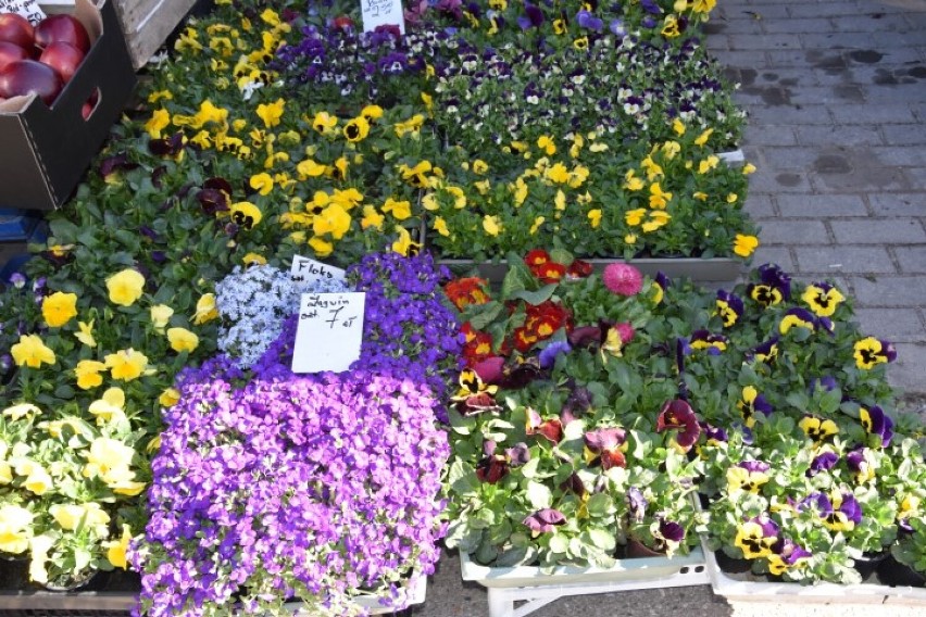 Wiosna na kościerskim bazarze. Sprawdziliśmy ceny nowalijek, warzyw, owoców i kwiatów [GALERIA]