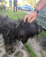 Policjanci z komendy w Oświęcimiu odebrali dwa psy właścicielom w Osieku podejrzanym o znęcanie się nad zwierzętami. Zdjęcia