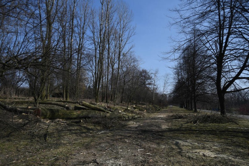W Parku Śląskim znów wycinka drzew i to w trzech miejscach. Są powody do niepokoju?