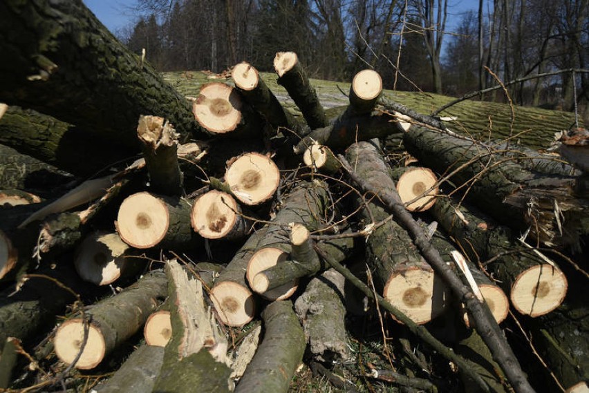 W Parku Śląskim znów wycinka drzew i to w trzech miejscach. Są powody do niepokoju?