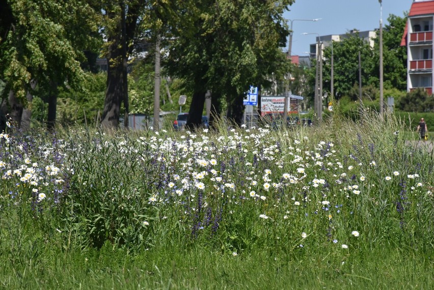 Łąka kwietna przy ul. Konopnickiej w Malborku to dowód na to, że można przełamać samoobsługowymi roślinami monotonię miejskich trawników 