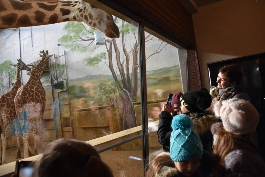 Zwierzęta z zoo w Zamościu poczuły już wiosnę? Niedźwiedzie i żyrafy spacerowały po wybiegu