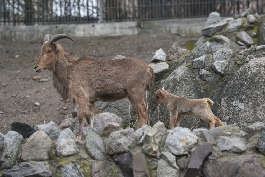 W toruńskim zoo na świat przyszła młoda owieczka arui