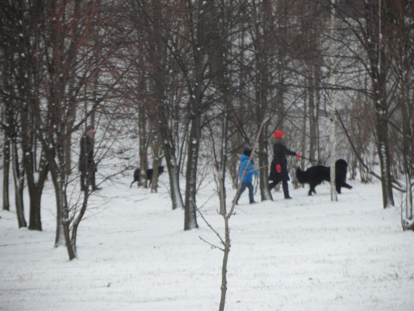 Zima Żory: Zobacz zimowe zdjęcia z Parku Cegielnia. Wyślij nam też swoje!