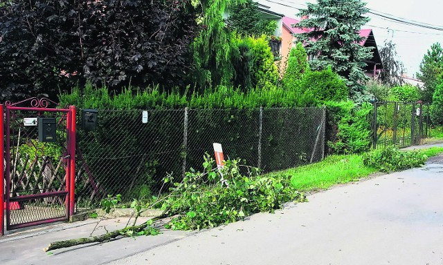 Spadające gałęzie ze starych topoli zagrażają mieszkańcom ulicy Chlebicznej
