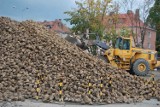 W Malborku trwają przygotowania do nowej kampanii cukrowniczej