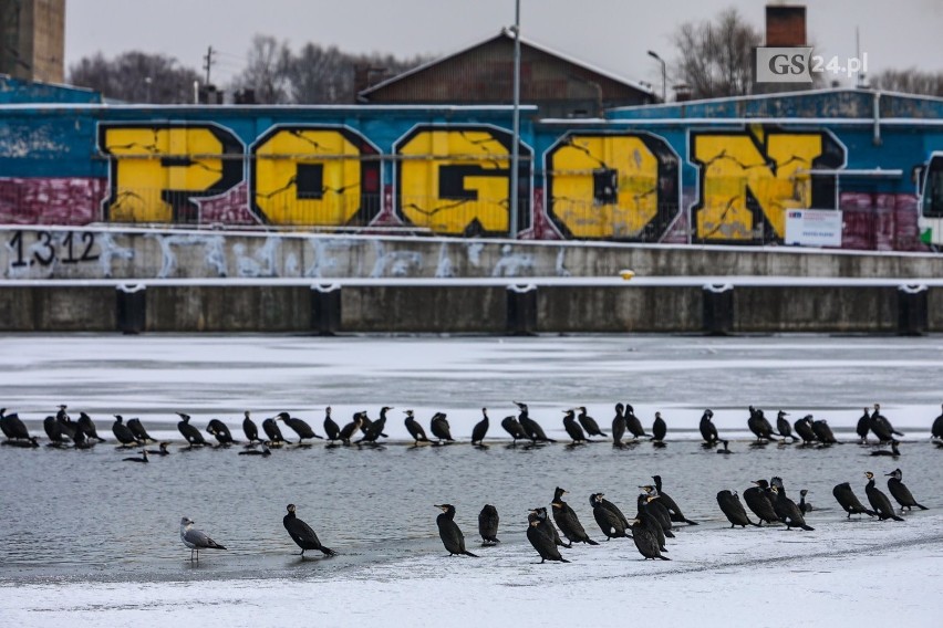 Kormorany w Szczecinie. Wyglądają beztrosko, ale grozi im...