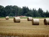 Powiat lęborski. Rolnicy narzekają na cenę zboża