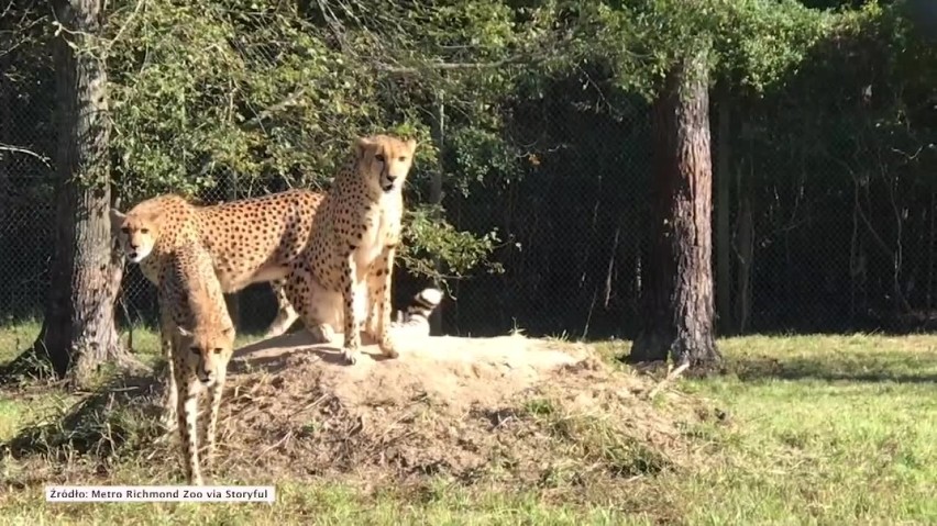 Narodziny gepardów w zoo