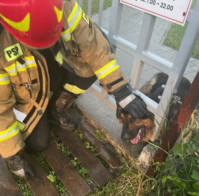 Głowa psa utknęła w metalowych kratach furtki. Pomogli strażacy.