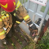 Pies utknął w bramie. Z pomocą ruszyli strażacy [ZDJĘCIA]