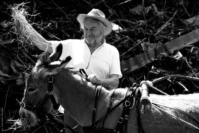 „Eo” (w wersji polskiej „IO”) Jerzego Skolimowskiego w Cannes zbierał świetne recenzje. To współczesna interpretacja słynnego francuskiego filmu „Na los szczęścia, Baltazarze!" Roberta Bressona z 1966 r. Opowieść o osiołku Baltazarze zaczyna się w polskim cyrku, a kończy we włoskiej rzeźni.