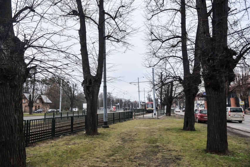 „Drzewa straszą kikutami” - wskazują nasi Czytelnicy w...