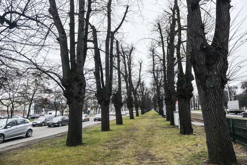 „Drzewa straszą kikutami” - wskazują nasi Czytelnicy w...