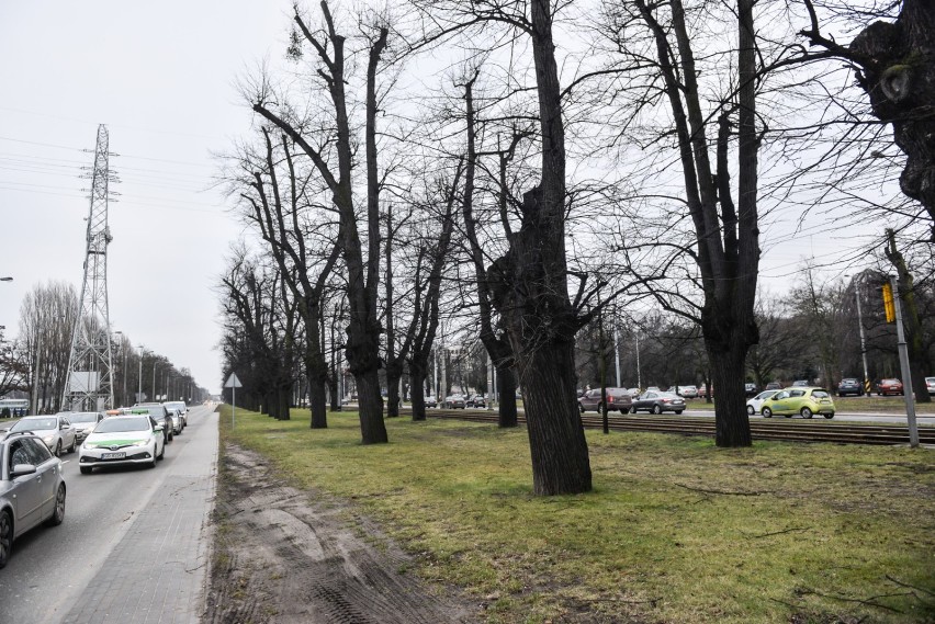 „Drzewa straszą kikutami” - wskazują nasi Czytelnicy w...