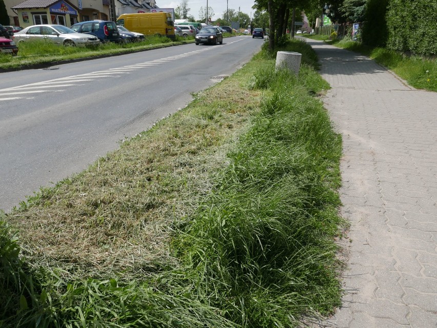 Tylko część trawy przy ul. Aliantów w Żninie została wykoszona. Zarząd Dróg Wojewódzkich wyjaśnia dlaczego tak się stało [zdjęcia] 