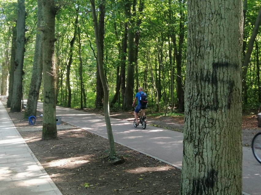 Nazistowskie symbole na drzewach na promenadzie, w zabytkowym parku 