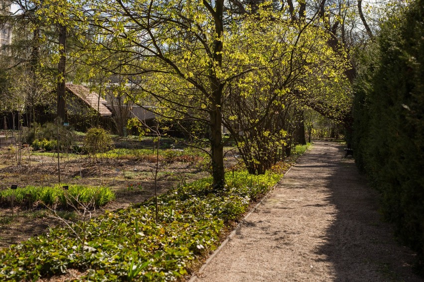 Ogród Botaniczny UW już otwarty! Przed nami wycieczki,...