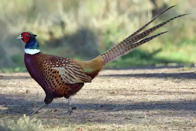 Bażanty to duże i pięknie ubarwione ptaki, które żyją w Polsce.